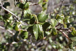 Image of Ceanothus foliosus var. viejasensis D. O. Burge & Rebman