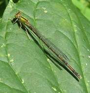 Image of Vesper Bluet