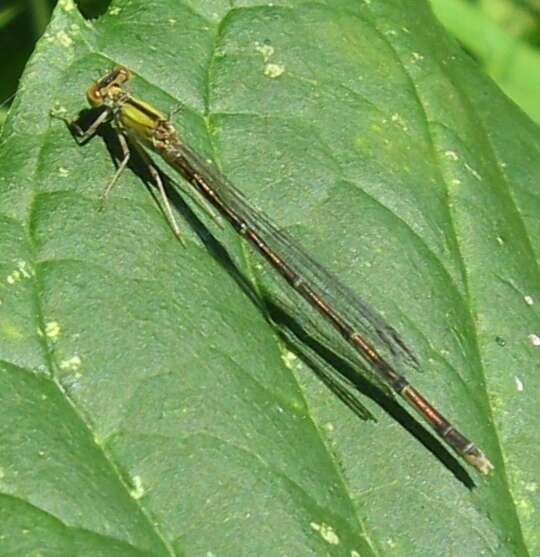 Image of Vesper Bluet