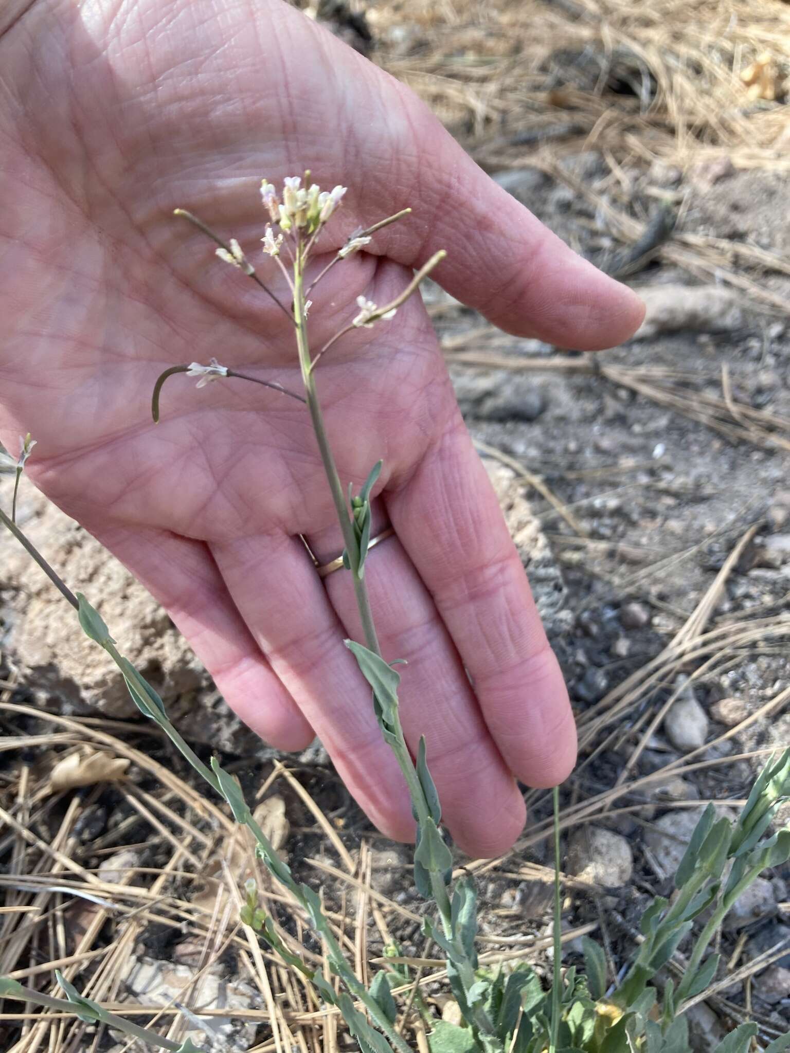 Image of Fendler's rockcress