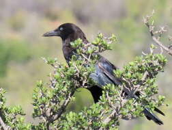 Image of Corvus capensis capensis Lichtenstein & Mhk 1823