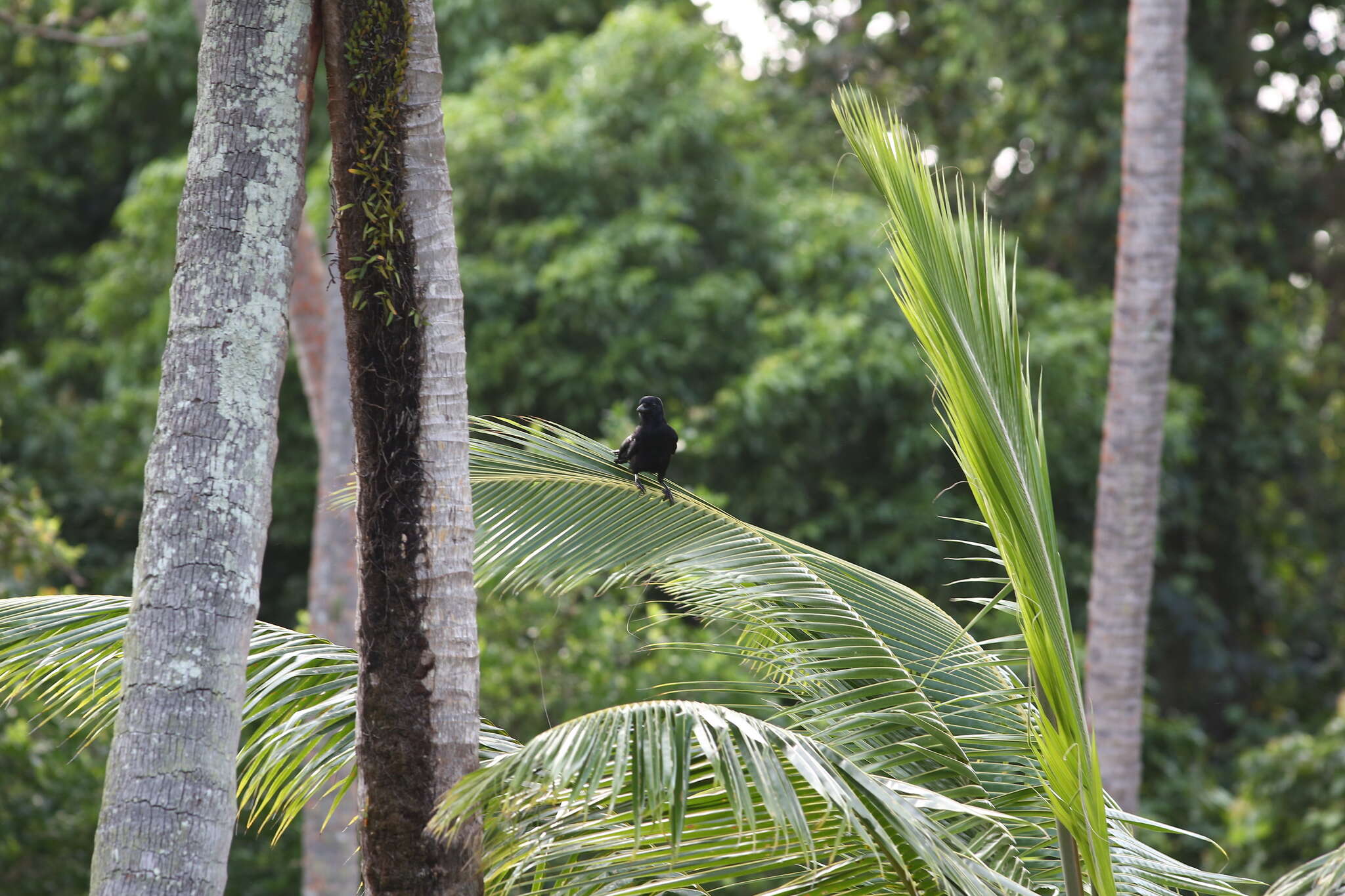 Image of New Caledonian Crow