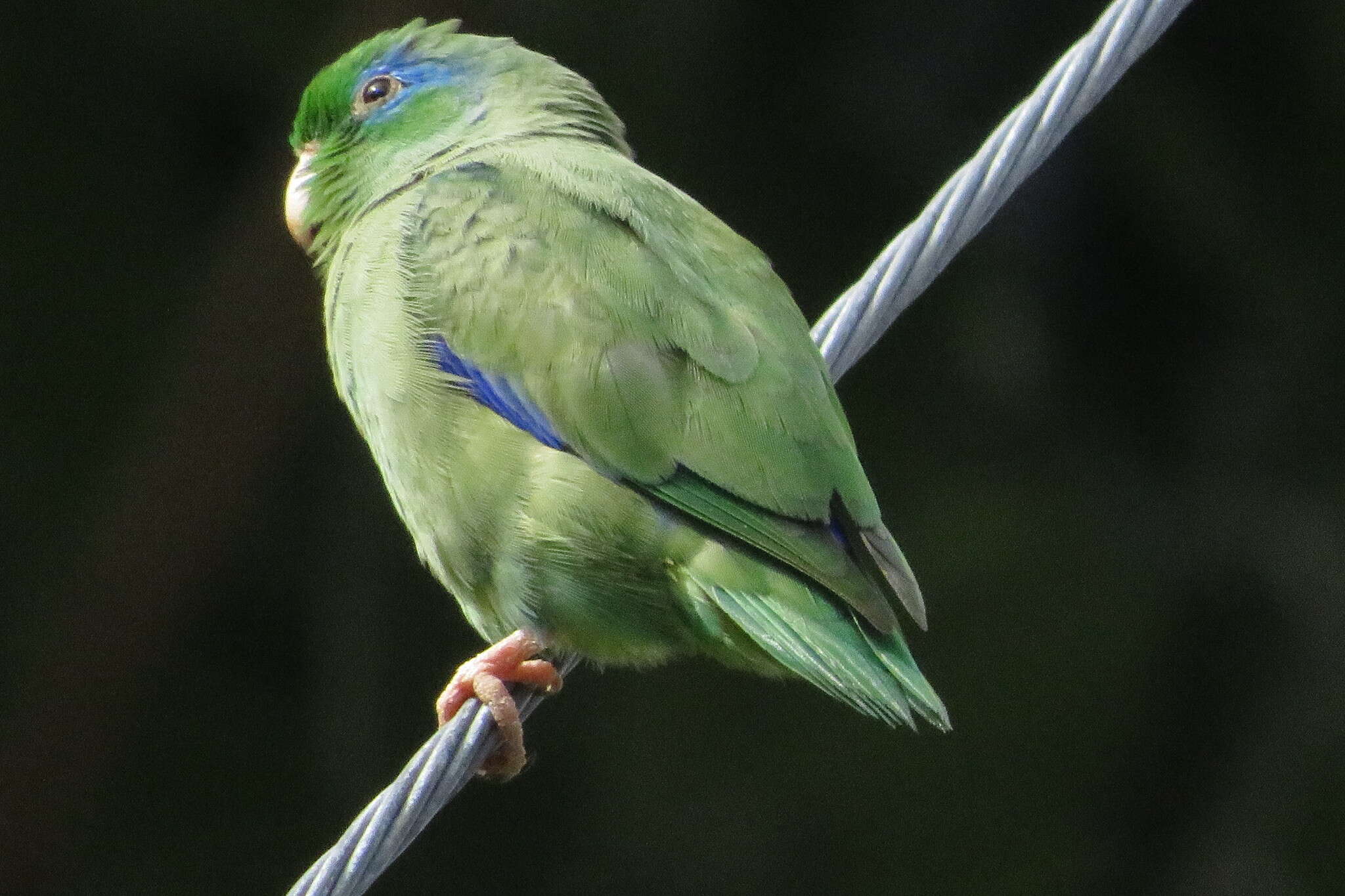 صورة Forpus conspicillatus (Lafresnaye 1848)