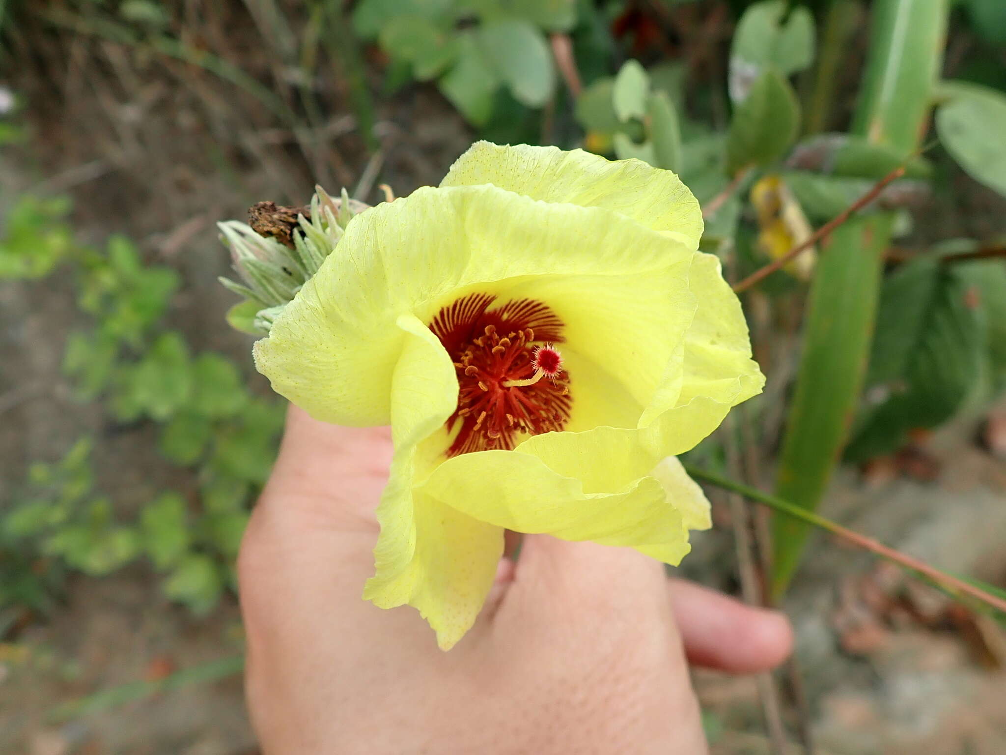 Image of Cienfuegosia affinis (Kunth) Hochr.