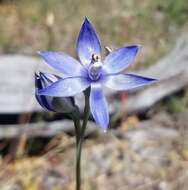 صورة Thelymitra graminea Lindl.