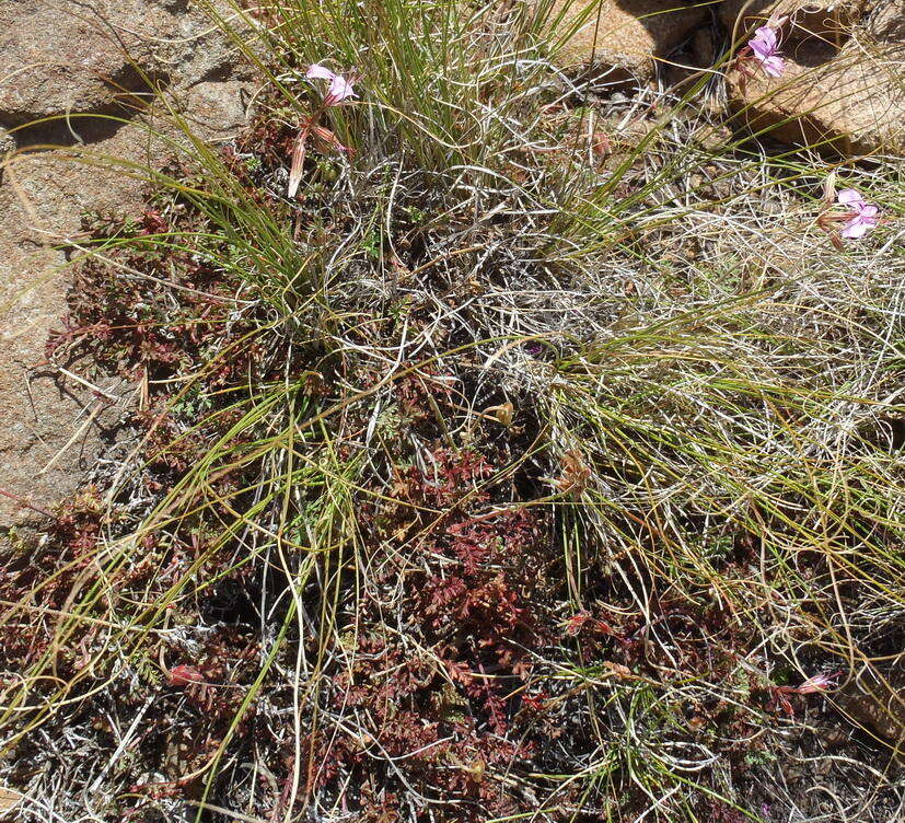 Image of Pelargonium multicaule subsp. multicaule