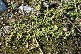 Image of clammy goosefoot