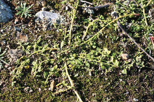 Image of clammy goosefoot