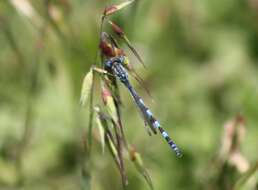 Image of Austrolestes annulosus (Selys 1862)