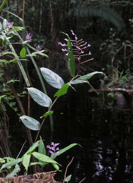 Image of Globba bokorensis Nob. Tanaka & Tagane