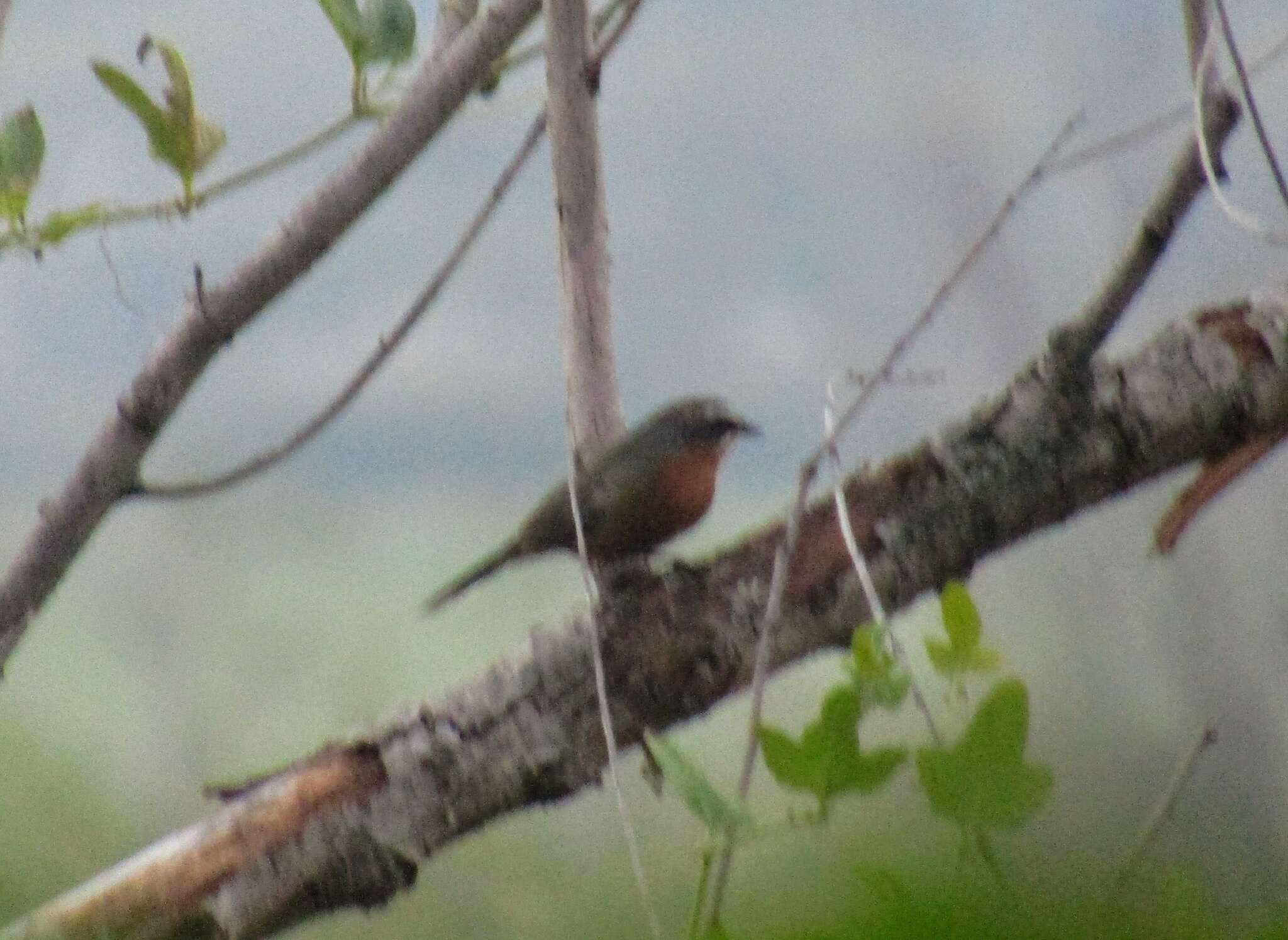 Image of Black-and-rufous Warbling Finch