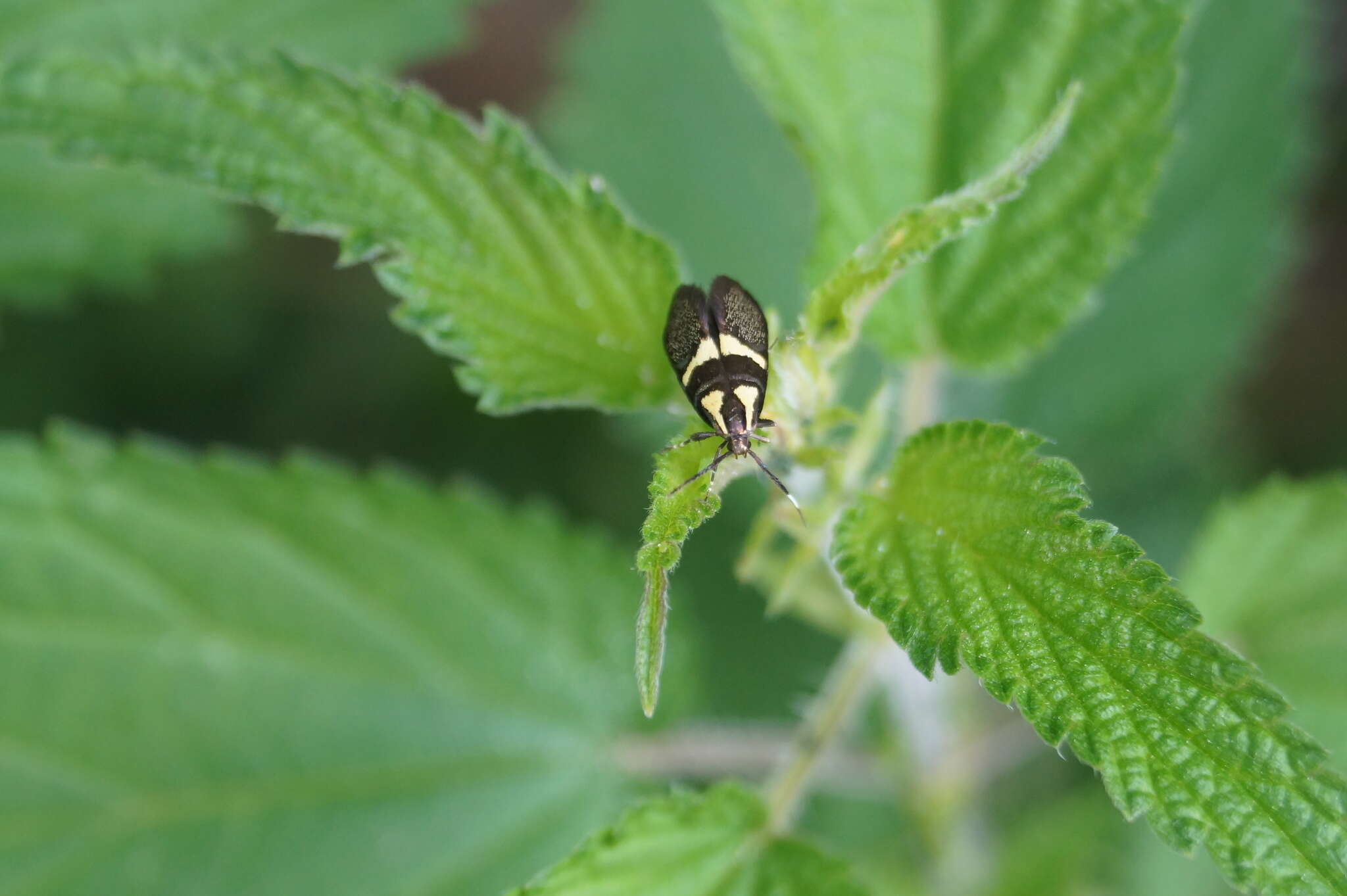 Image of Dasycera oliviella (Fabricius 1794)