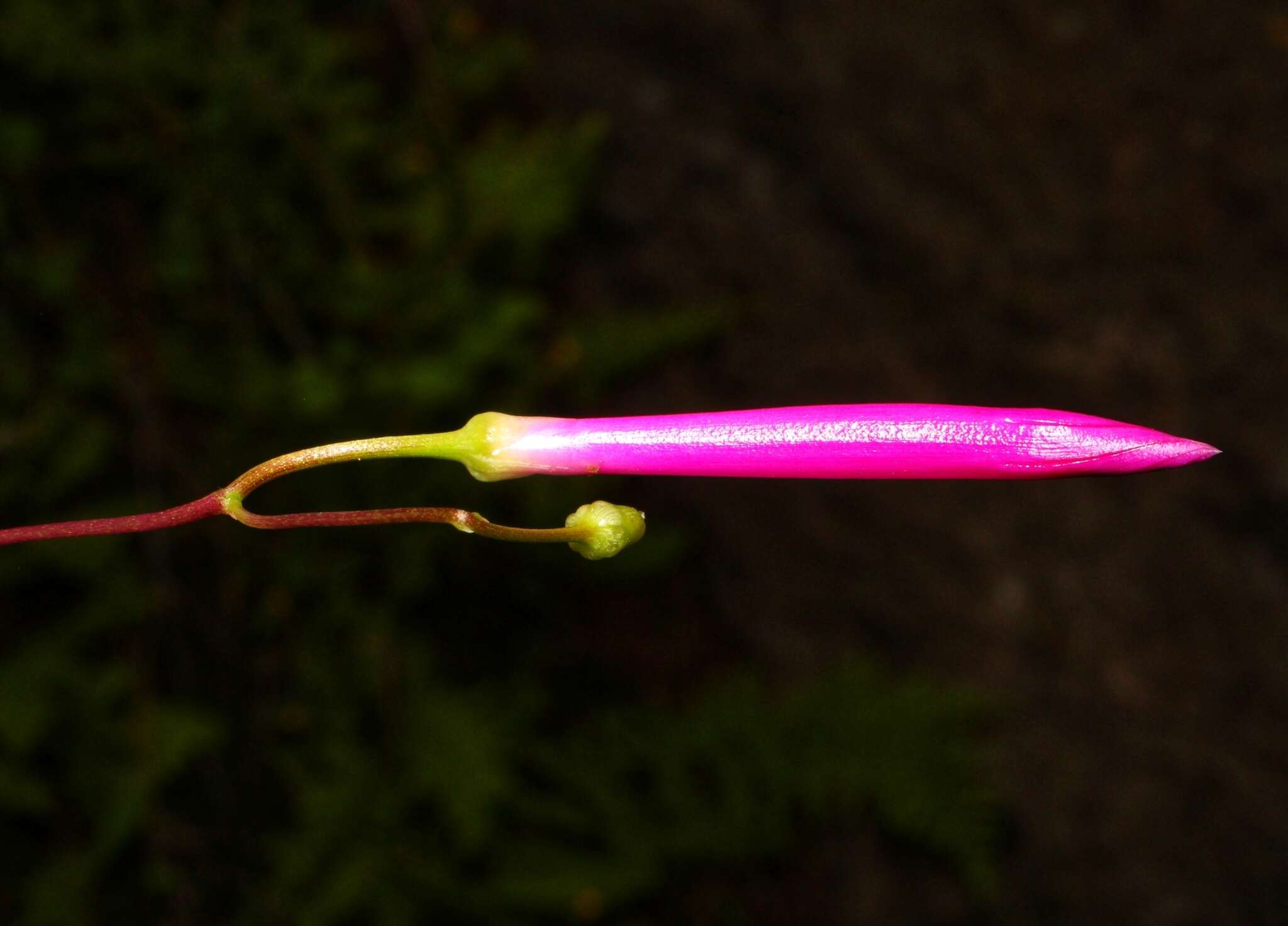 Plancia ëd Ipomoea caudata Fern.