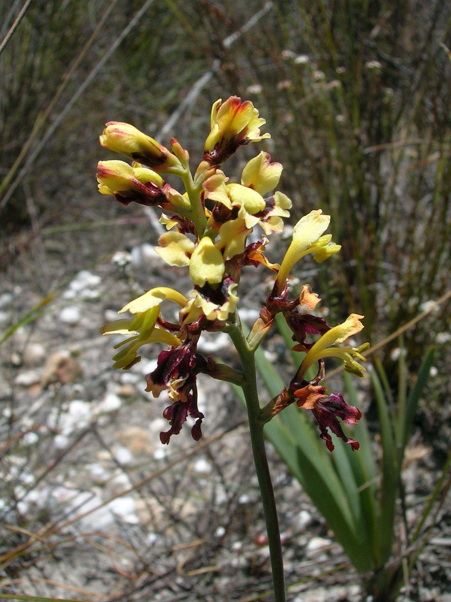 Image of Tritoniopsis parviflora (Jacq.) G. J. Lewis