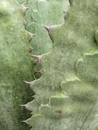 Image of Agave inaequidens K. Koch