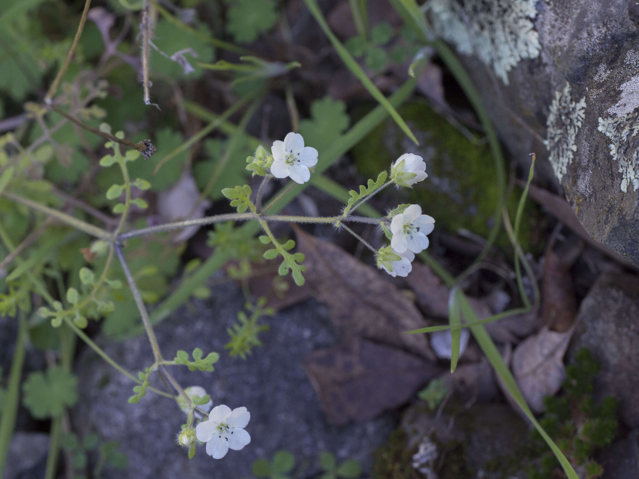 Imagem de Nemophila pedunculata Dougl. ex Benth.