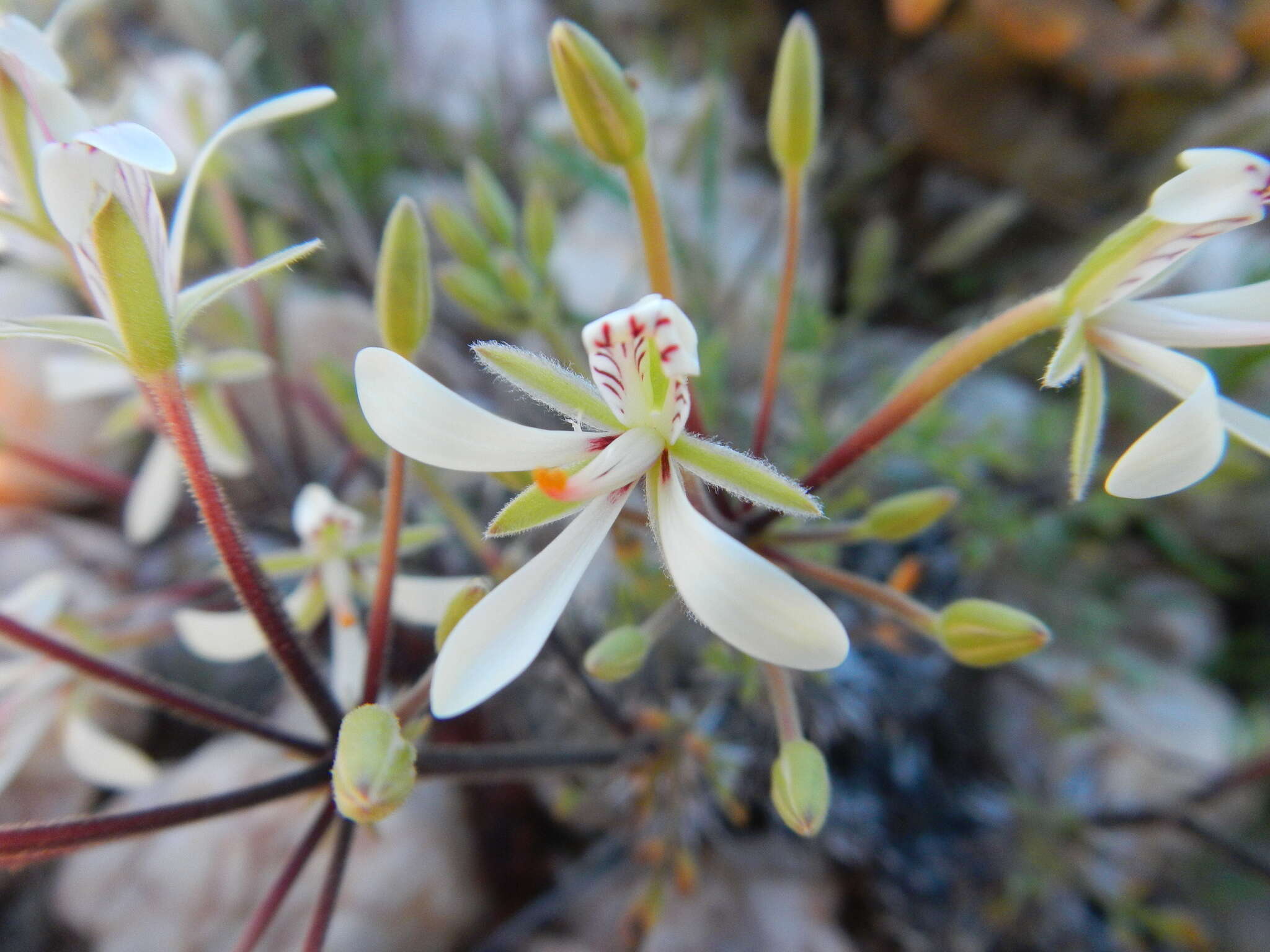 Image of Pelargonium hystrix Harv.