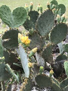 Opuntia pyrocarpa Griffiths resmi