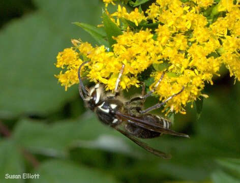 Image of Bald-faced Hornet