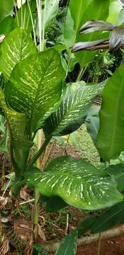 Image of dumbcane