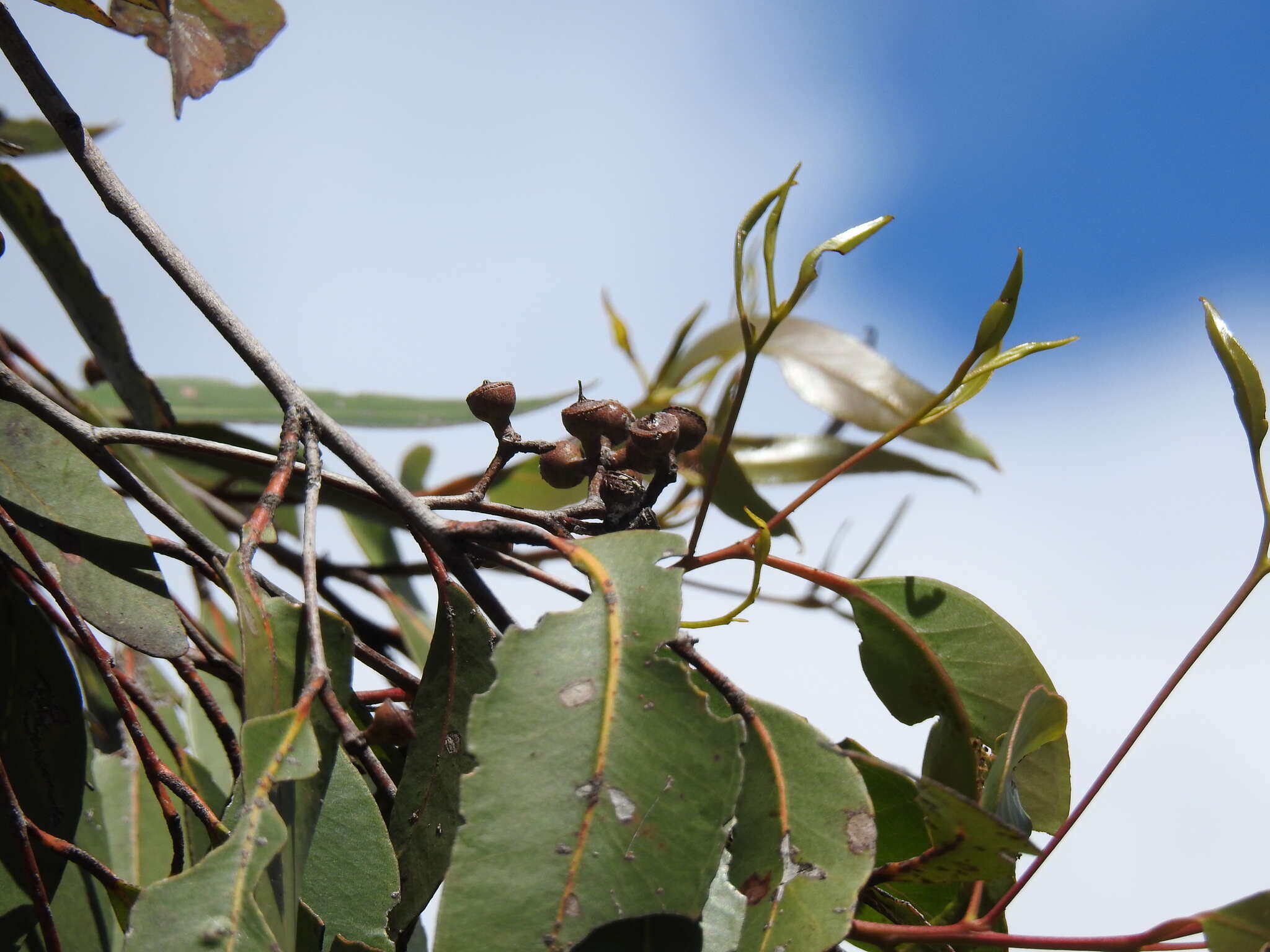 Image of Eucalyptus latisinensis K. D. Hill