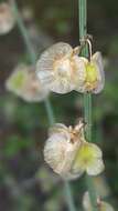 Image of Rumex induratus Boiss. & Reuter