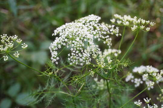 Image of ribbed mock bishopweed