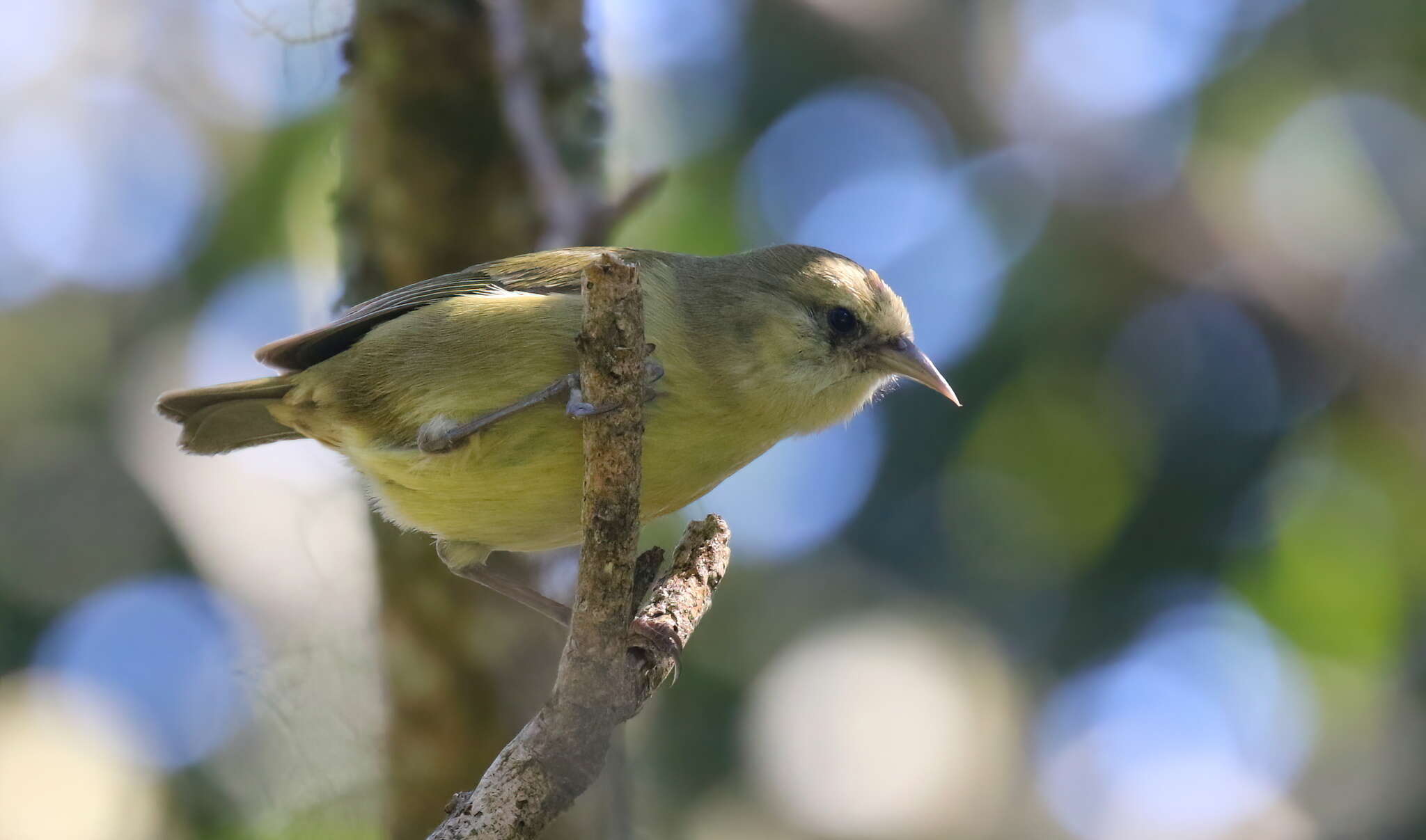 Image of Hawaii Creeper