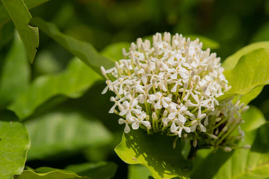 صورة Ixora finlaysoniana Wall. ex G. Don