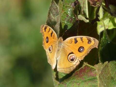 Imagem de Junonia almana Linnaeus 1758