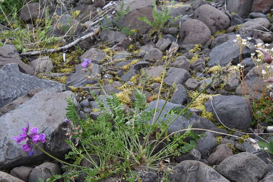 Image of Oxytropis czekanowskii Jurtzev