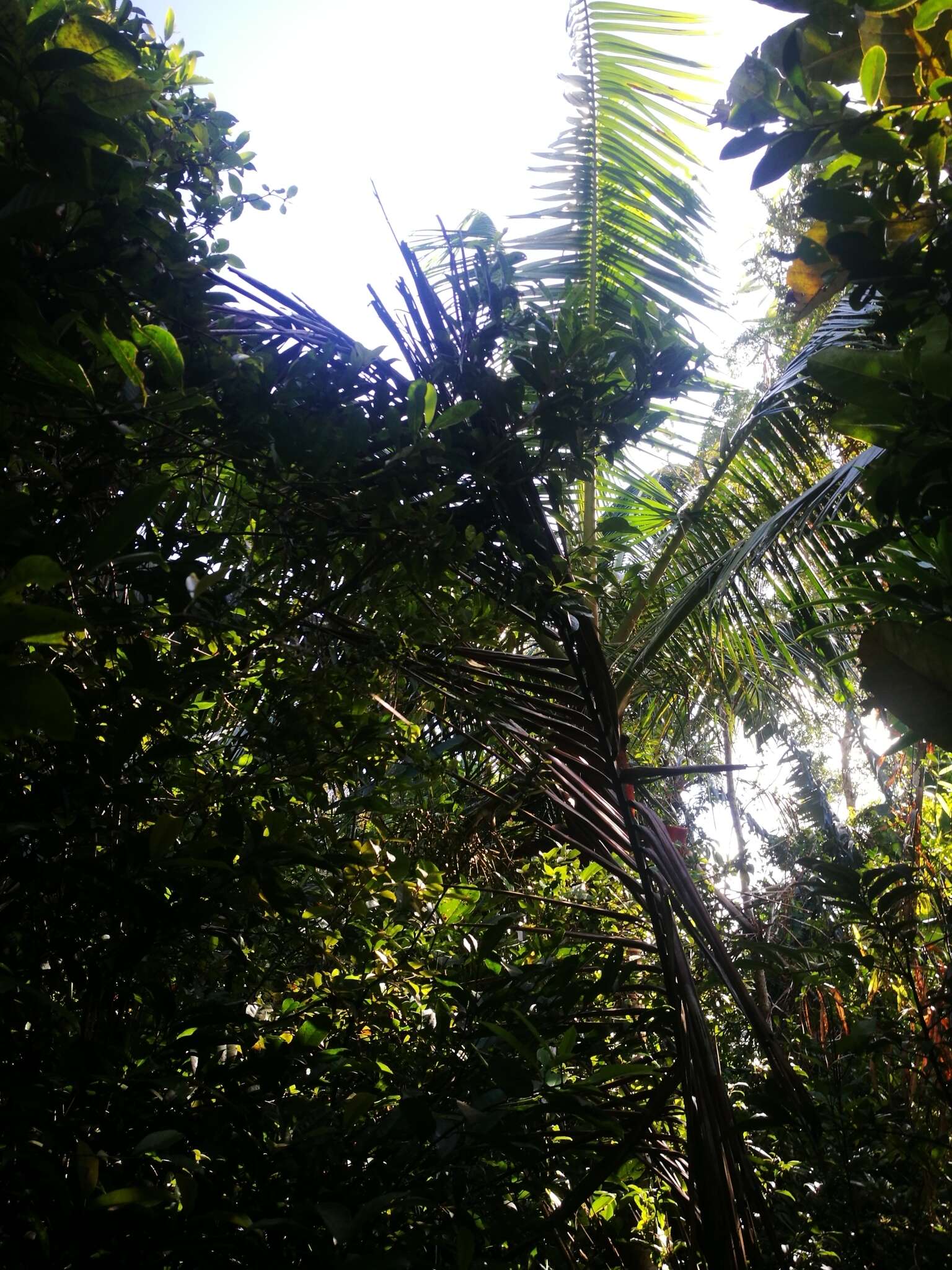 Image of Dypsis lastelliana (Baill.) Beentje & J. Dransf.