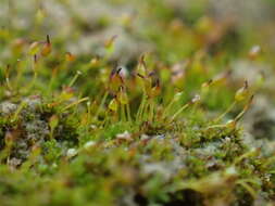 صورة Microbryum davallianum Zander 1993