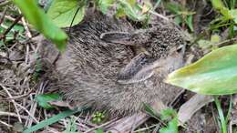 Image of Lepus sinensis formosus Thomas 1908