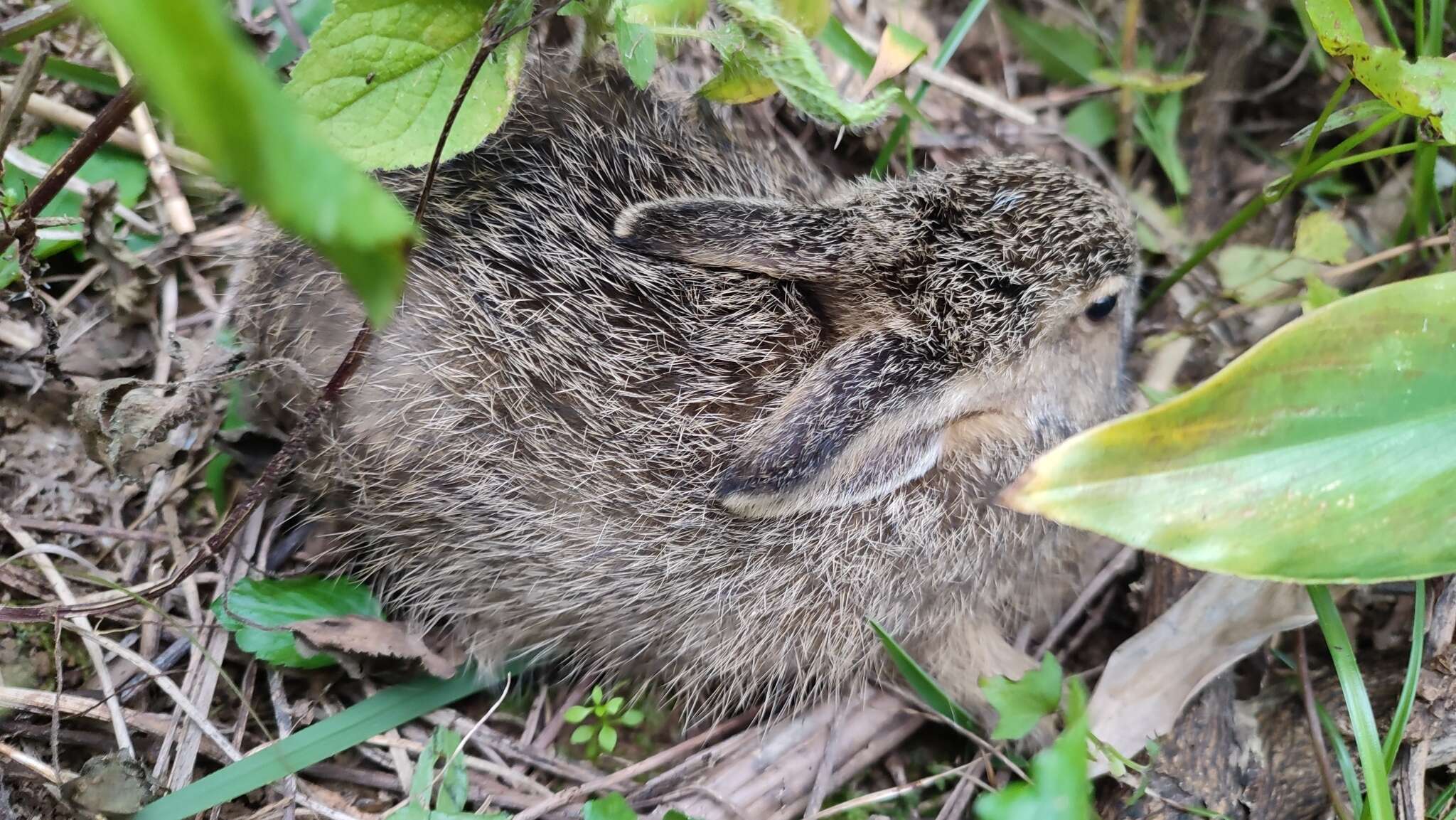 Image of Lepus sinensis formosus Thomas 1908