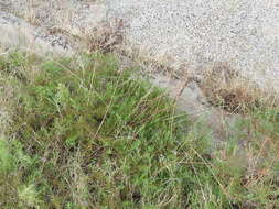 Oenothera calcicola (P. H. Raven & D. P. Greg.) W. L. Wagner & Hoch resmi