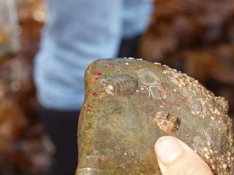 Image of Woody Chiton