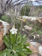 Image of Nicotiana maritima Wheeler