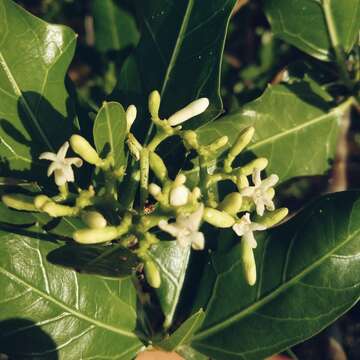 Image of Cnidoscolus quercifolius Pohl