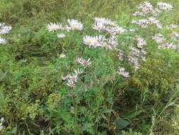 Image of Tatarian aster