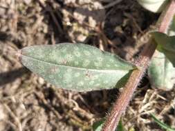 Image of Pulmonaria affinis Jordan