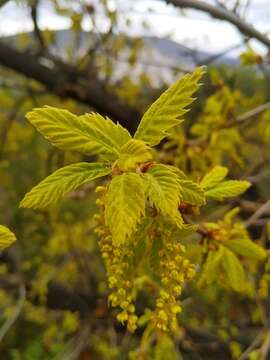 Imagem de Quercus ithaburensis subsp. macrolepis (Kotschy) Hedge & Yalt.