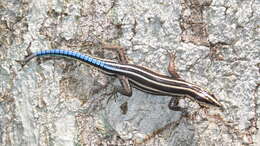 Image of Holaspis