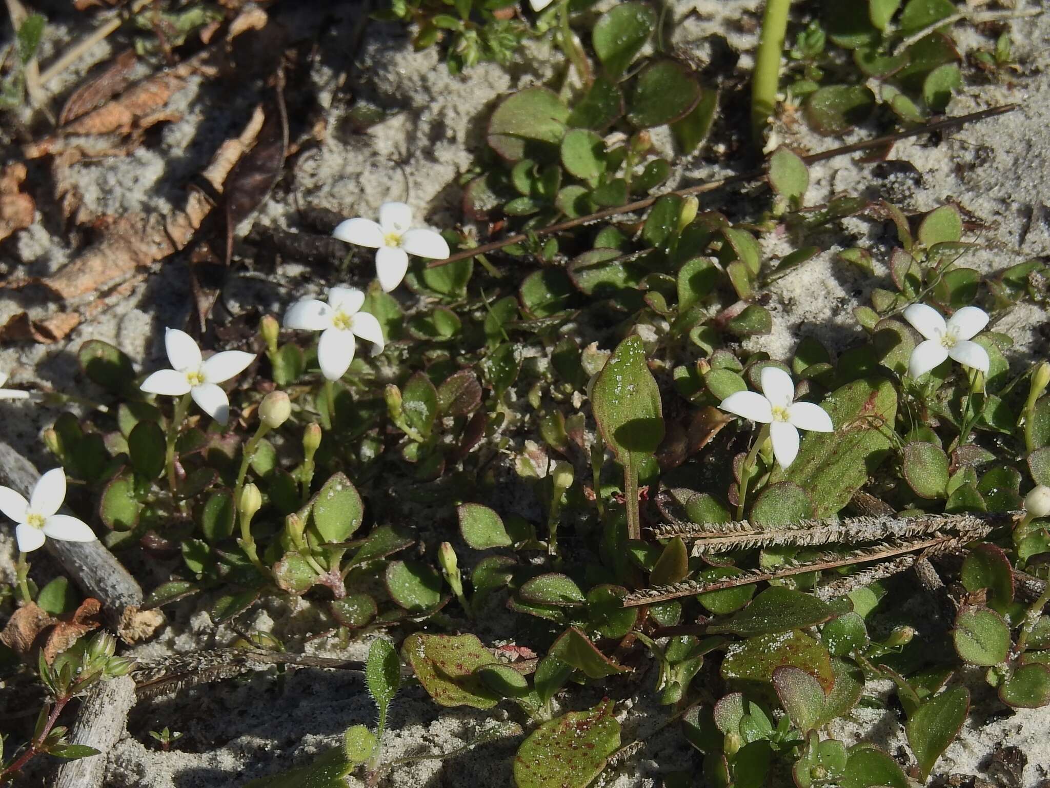 Image of roundleaf bluet