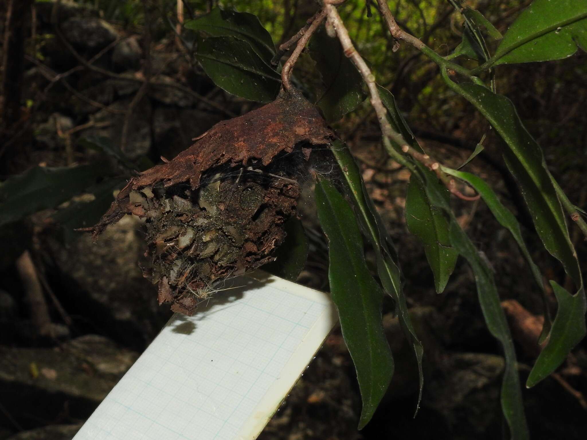 Image of Calligaster himalayensis (Cameron 1904)