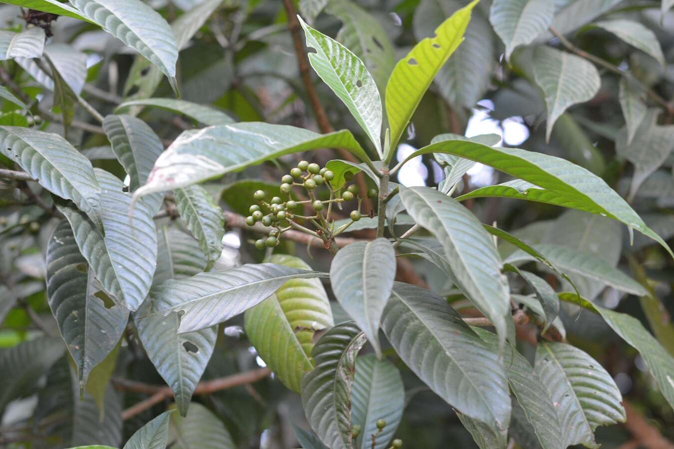 Image of Psychotria mexiae Standl.