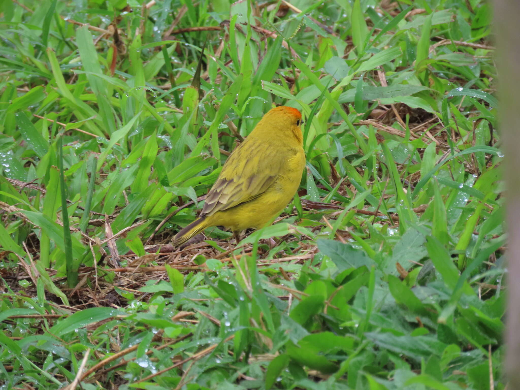 Image of Sicalis flaveola flaveola (Linnaeus 1766)