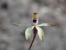 Caladenia atrata D. L. Jones的圖片