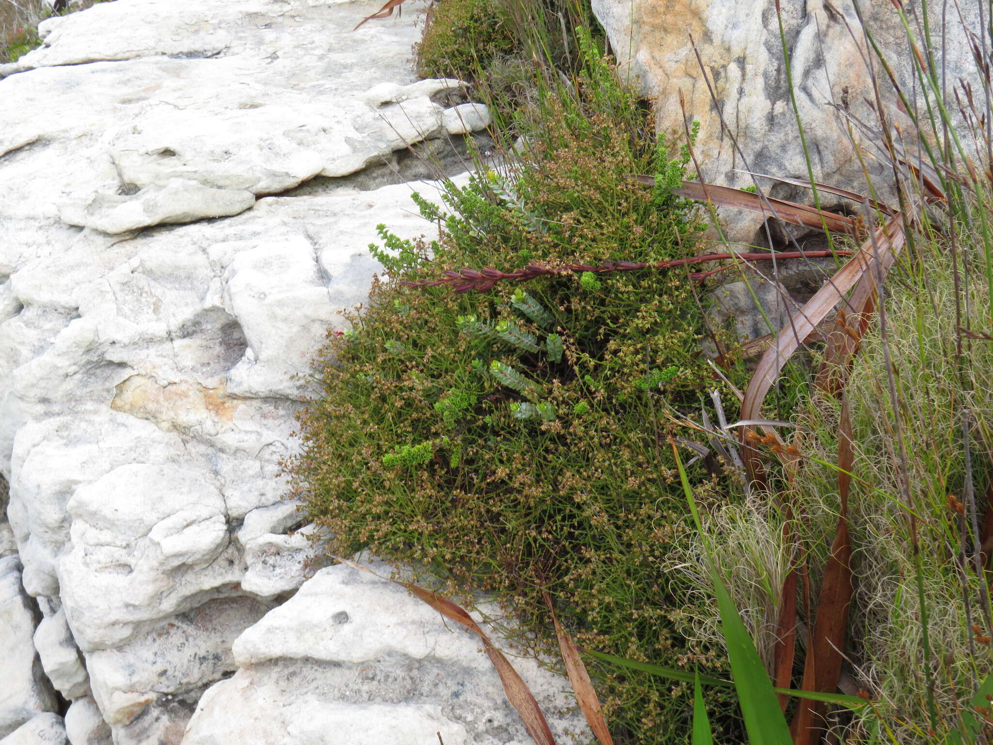 Слика од Elytropappus scaber (L. fil.) Druce