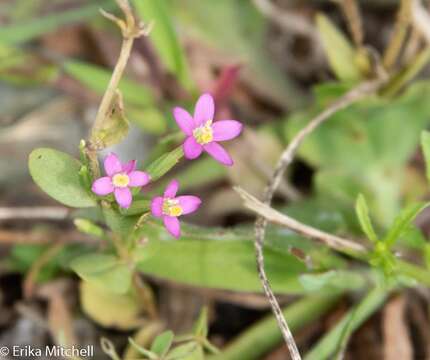 Image of branched centaury